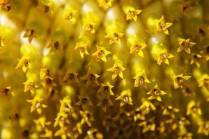 plantas de girasol en un campo foto