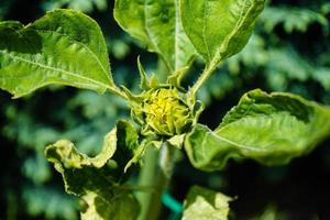 Sunflower plants on a field photo