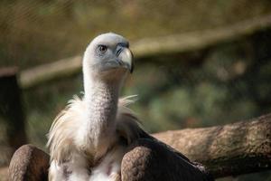 Vulture head upclose photo