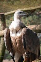 Vulture sitting on a tree photo
