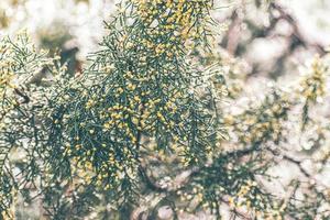 Pine Tree in Ice photo