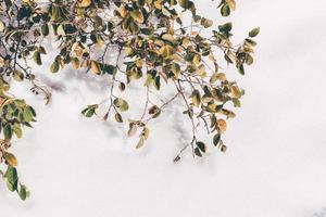 Leaves in Snow photo