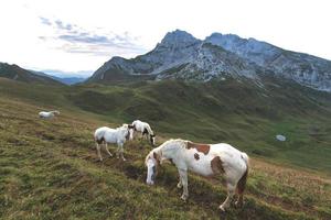 Horses graze in the high mountains photo