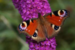 Mariposa beacock en buddleja davidii foto