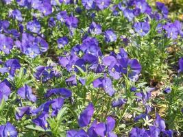 flor violeta de viola foto