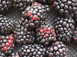 Blackberry, Rubus fruticosus fruit photo