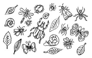 Conjunto de insectos y hojas vectoriales, colección de bichos de esquema vector