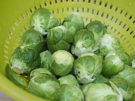 Brussels sprout cabbag photo