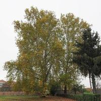Platanus aka Sycamore tree in autumn photo