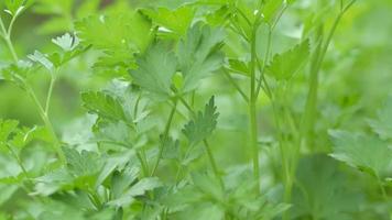 close up of culinary herbs in garden video