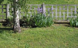 Iris Iris Germanica, purple flower photo