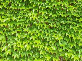 Ivy plant background photo