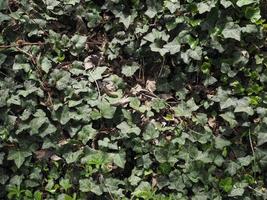 Ivy plant background photo