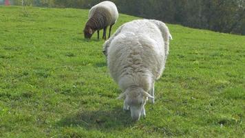 Granja con muchas ovejas en prado verde video
