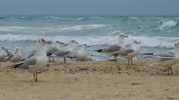 molti gabbiani sulla spiaggia in inverno video