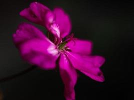 El enfoque selectivo de la flor de geranio rosa foto