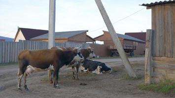 Cow in Olkhon Island village, Irkutsk Russia photo