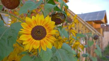 Botanic garden nature sunflower in Olkhon Island, Irkutsk Russia photo