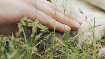 Womans finger touch jambe de chien endormi sur l'herbe verte video