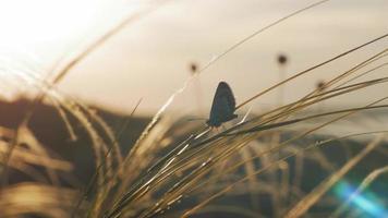 bellissimo sfondo con farfalla posata sull'erba video