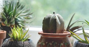 Close up of cactus near window video