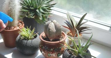 Close up of cactus near window video