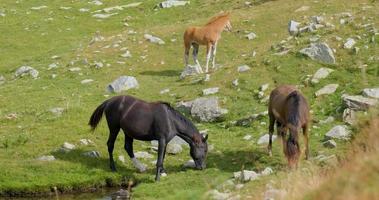 Pferde in den Bergen video