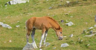 caballos en las montañas video