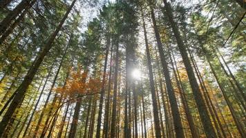 foresta di montagna con alberi casuali video