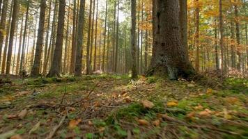 Bergwald mit zufälligen Bäumen video