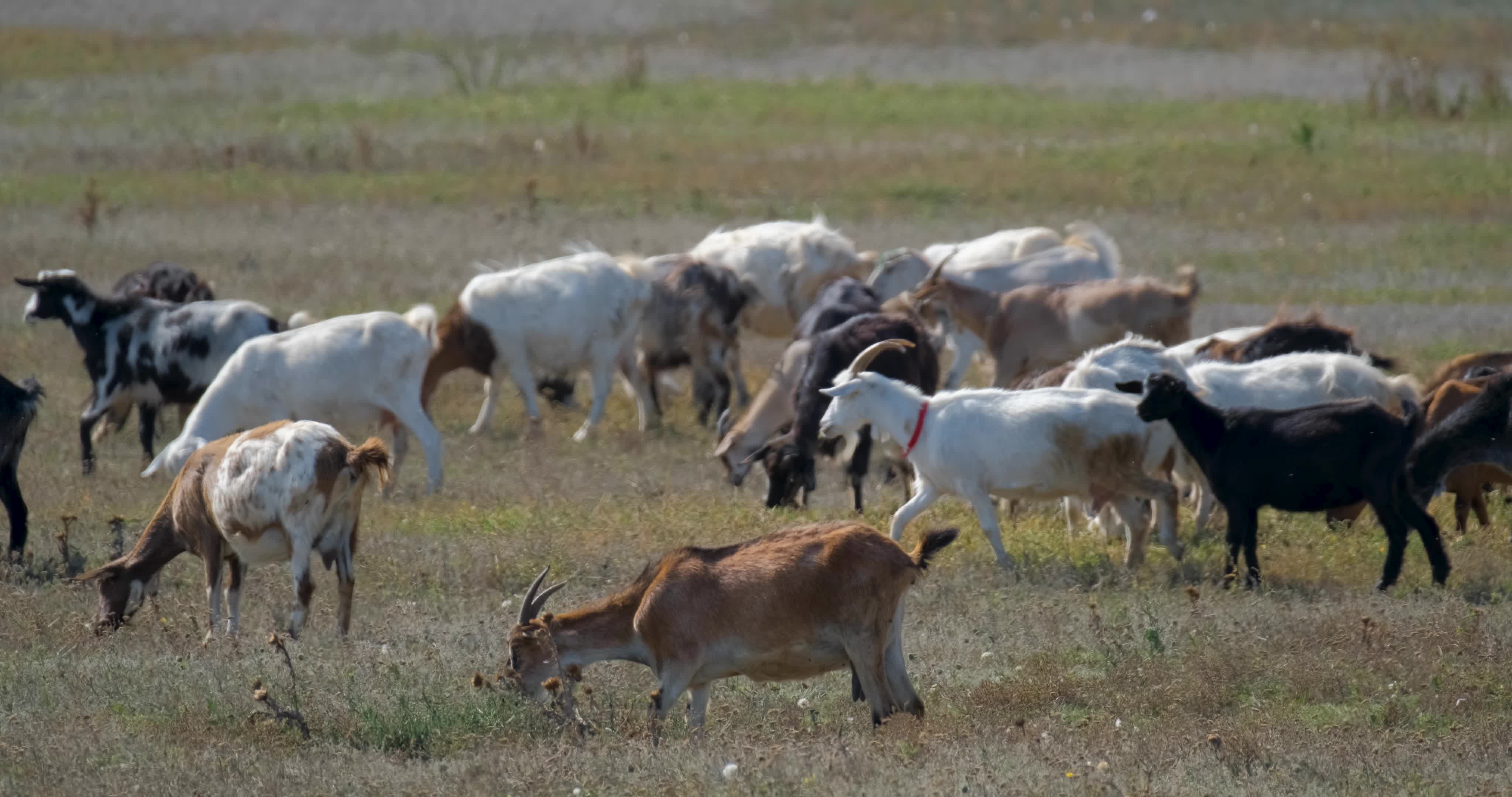 Goat Stock Video Footage for Free Download
