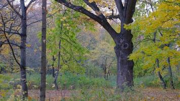 hoja de árbol de otoño en el parque en moscú rusia. foto