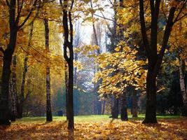 hoja de árbol de otoño en el parque en moscú rusia foto