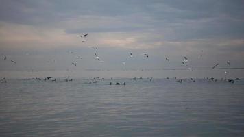 uccelli marini che pescano collettivamente sulla riva dell'oceano video