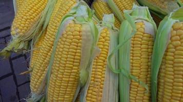 Pile of Fresh Corn on the Counter in the Market video