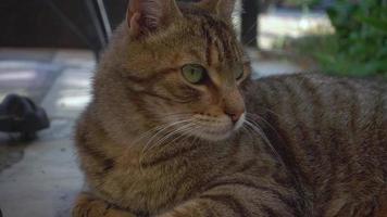 Close up Head and Glance of a Tabby Stray Cat