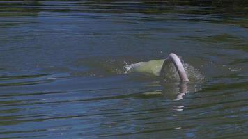 cisne branco sozinho se preparando na água verde de um lago