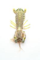 Fresh mantis shrimp on white background photo