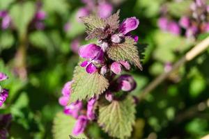 lamium de flores silvestres foto