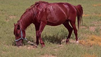 Cuerda atado caballo marrón comiendo hierba en la pradera