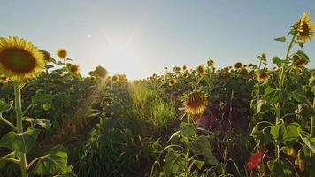 Sonnenblumen wiegen den langsamen Wind auf dem Feld video
