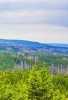 Forest with dead fir trees Brocken mountain peak Harz Germany photo