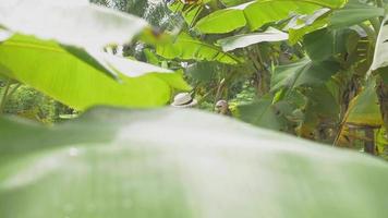 Aziatische vrouwelijke boer in strohoed zorgzame bananenboom in biologische tuin. video