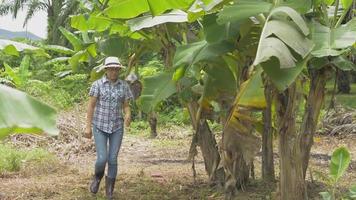 agricultora en sombrero de paja cuidando banano en el huerto orgánico. video