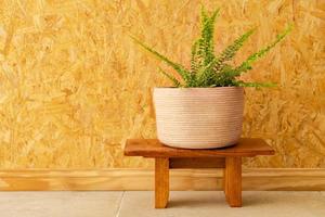 a fern in a woven pot on a light brown wooden wall photo