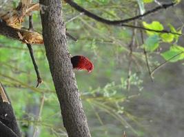 Strawberry finch bird photo