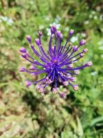 field blooming violet purple flower photo