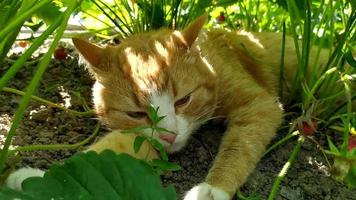 gato na grama. o gato ruivo está se escondendo do calor
