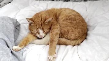 le chat dort. le chaton roux s'allonge sur le lit et s'étire. video
