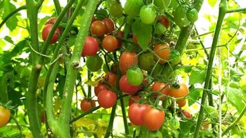 tomate cereja no mato. um arbusto de pequenos tomates em uma estufa video